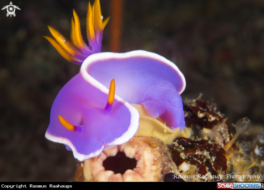 A Nudi