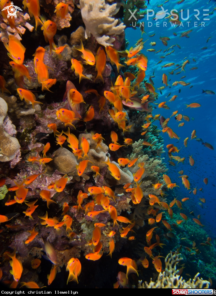 A Anthea Fish