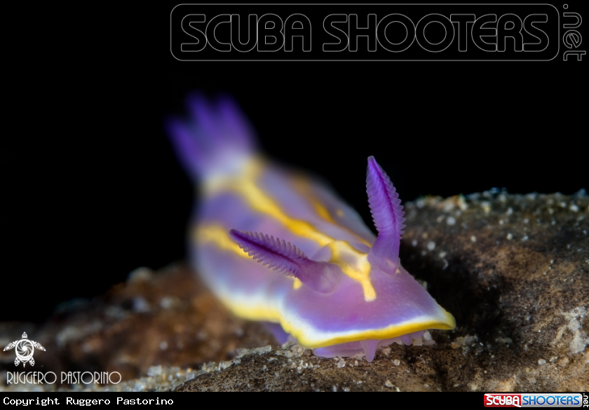 A Nudibranch