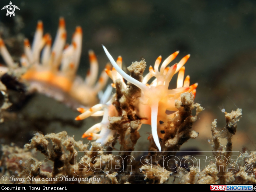 A Bicolor Flabellina