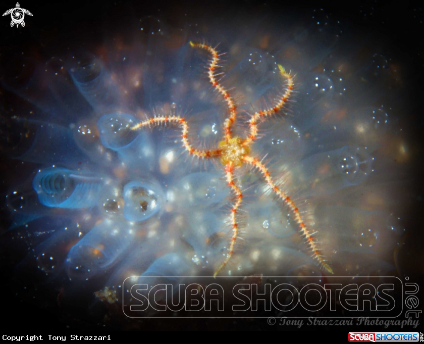 A Brittlestar and ascidian