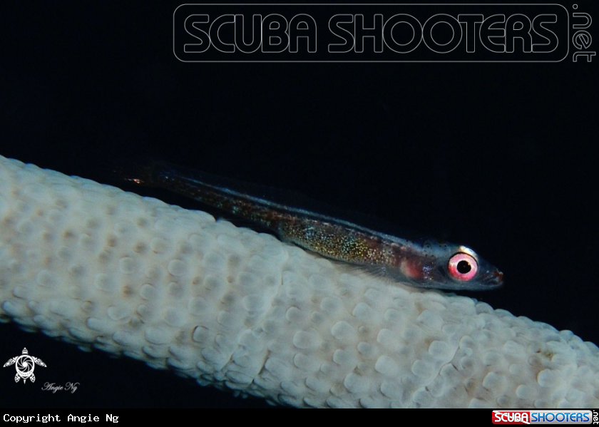 A Goby