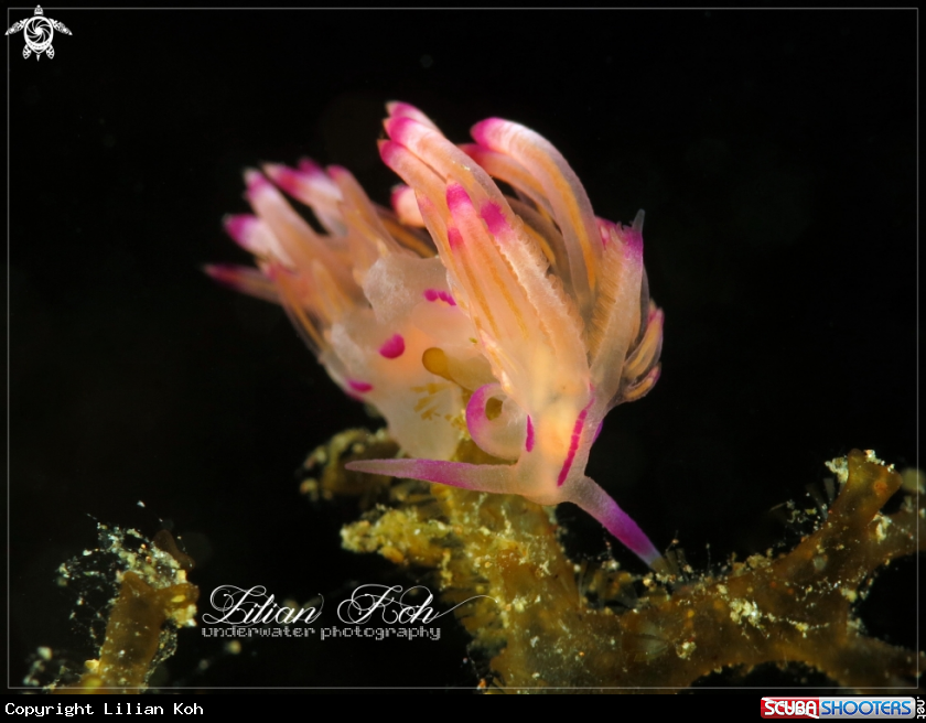 A Flabellina