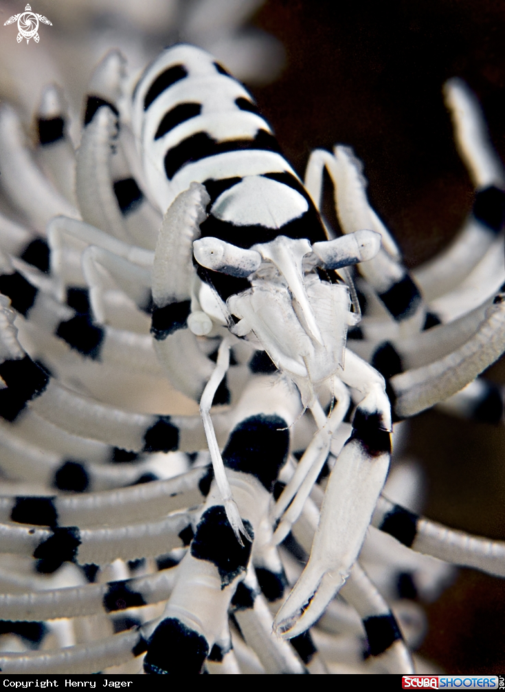 A featherstar shrimp