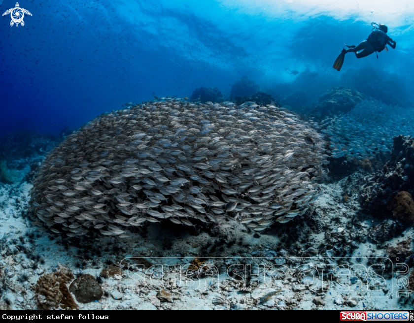 A Oxeye Scad