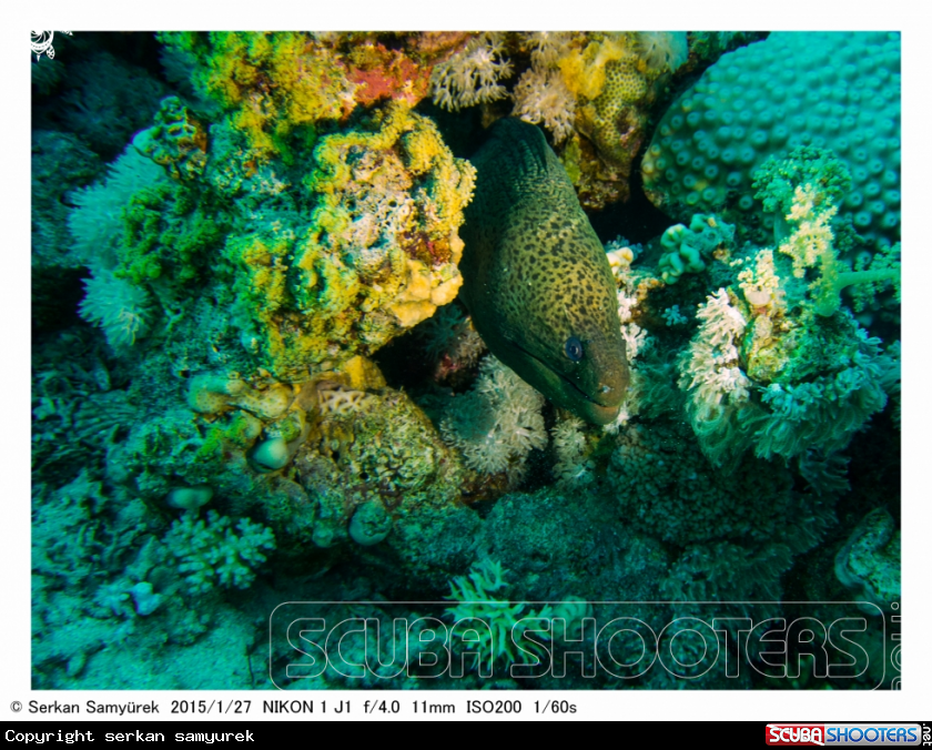 A moray