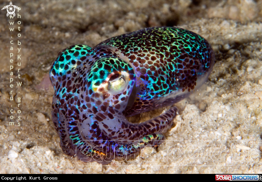 A Boptail Squid