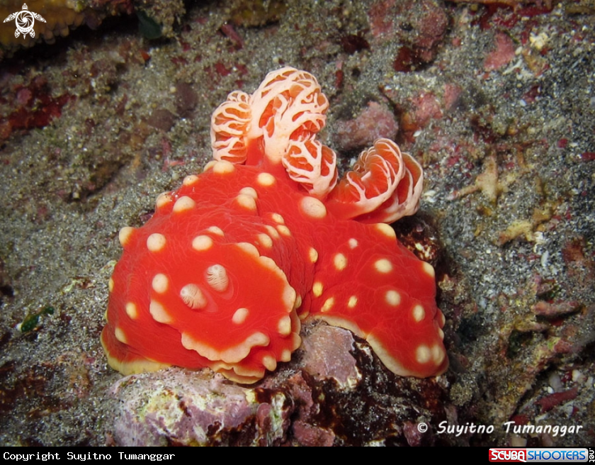 A Nudibranch