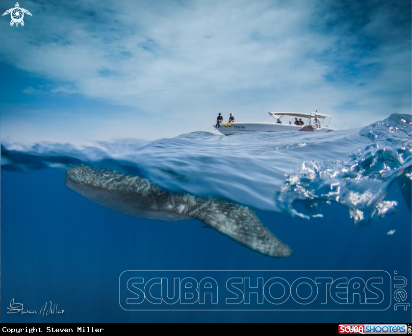 A Whaleshark