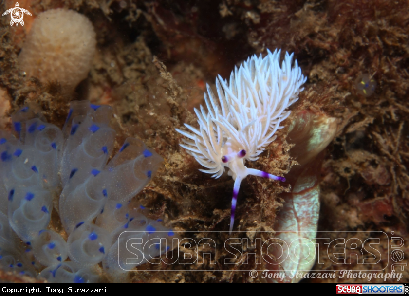 A Pteraeolidia ianthina