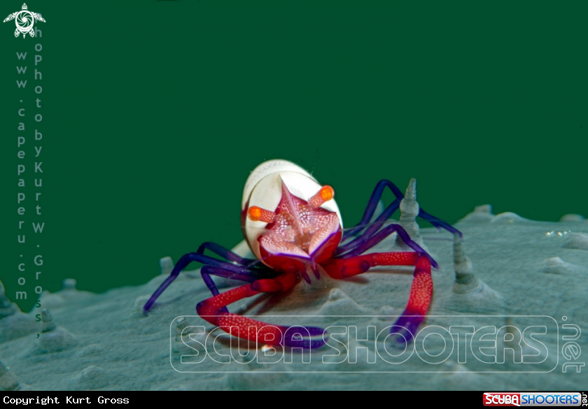 A Imperator shrimp