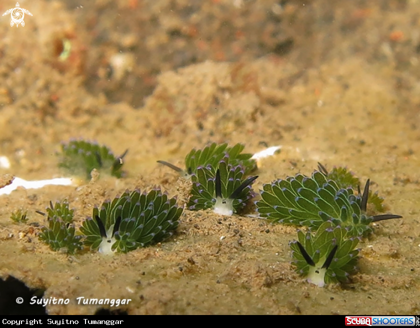 A Costasiella kuroshimae