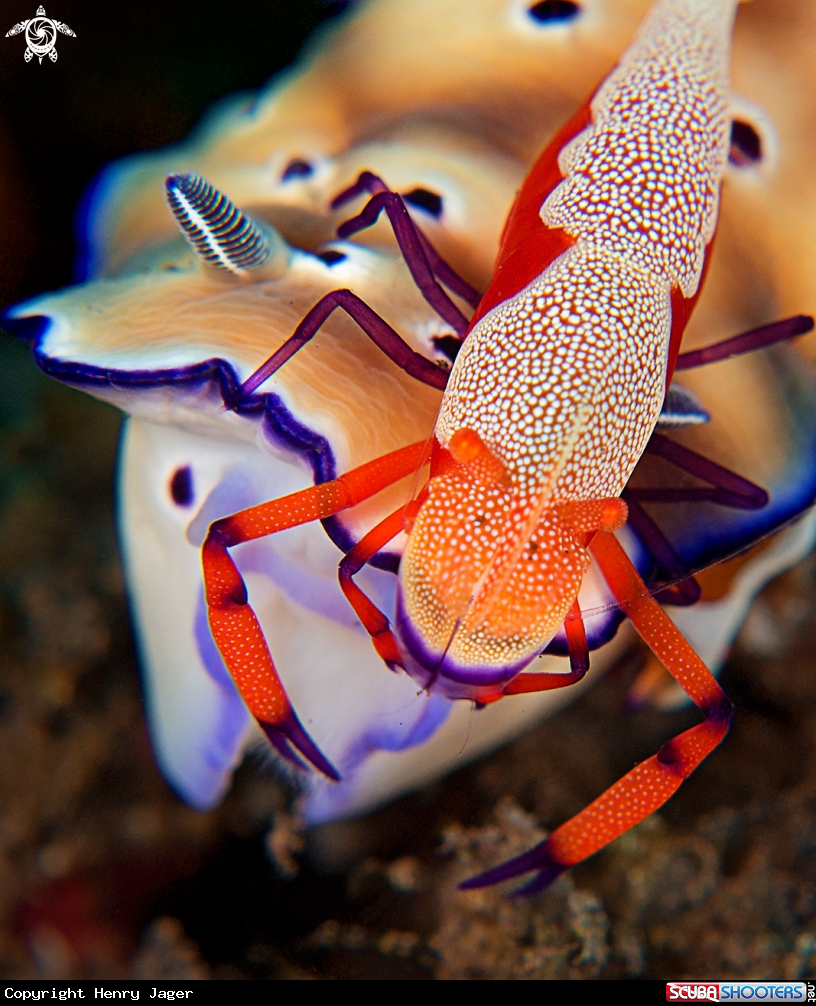 A Emperor shrimp