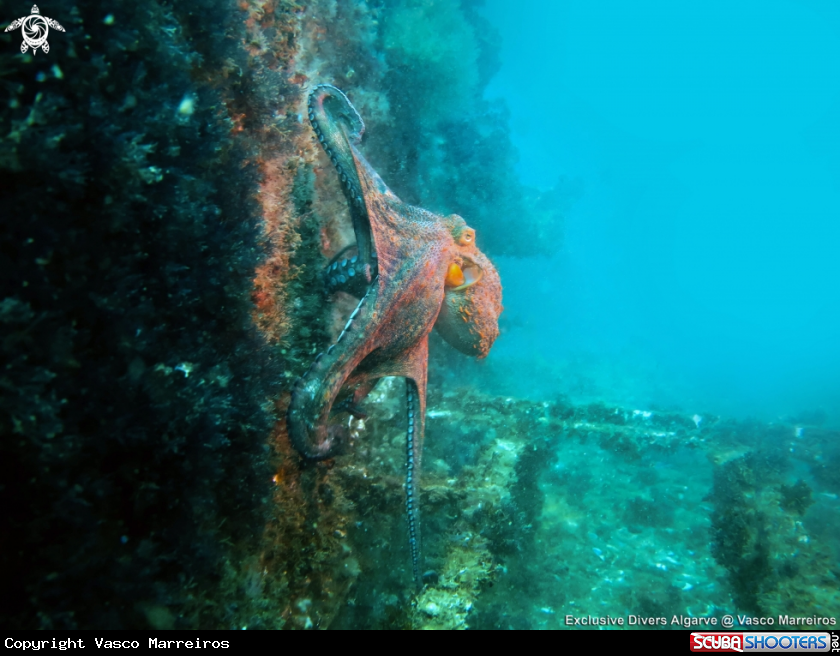 A Common Octopus