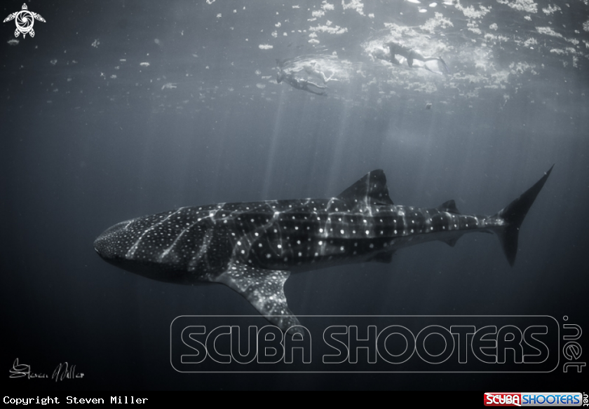 A Whaleshark