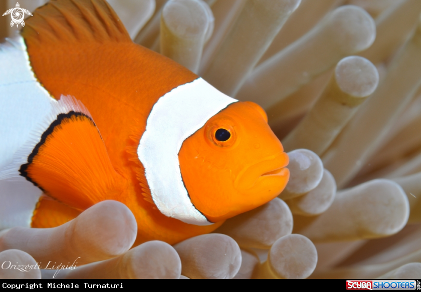 A Pesce Pagliaccio
