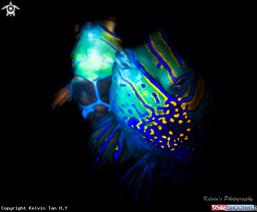 A Madarin fish mating