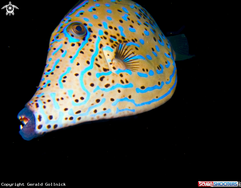 A underwater creature