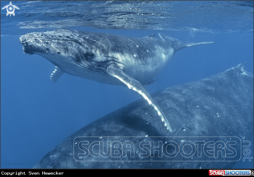 A Humpback whale