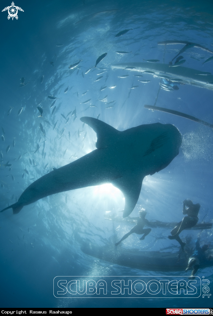 A Whale Shark