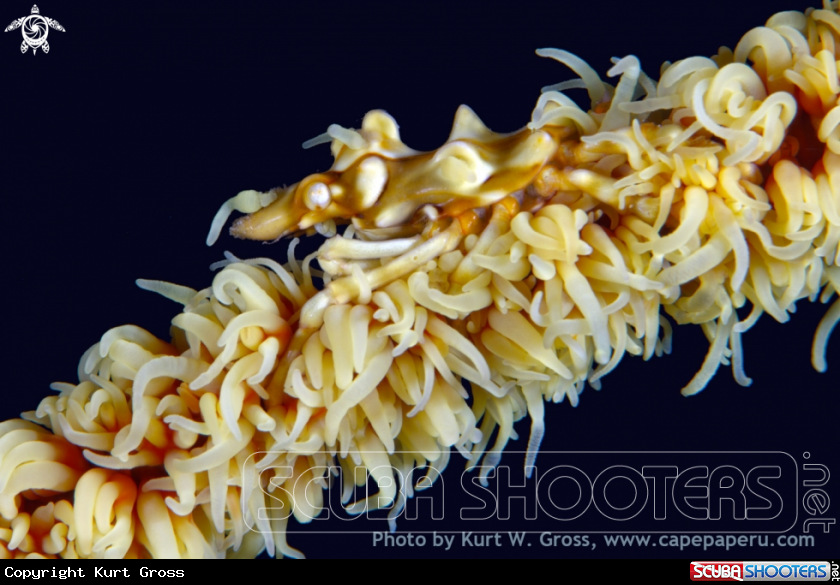 A Mickey Mouse Shrimp