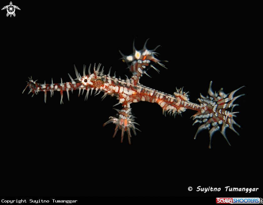A Ghost Pipefish