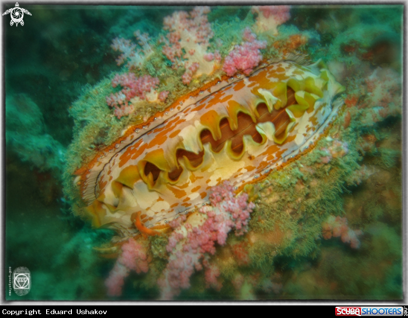 A Shell