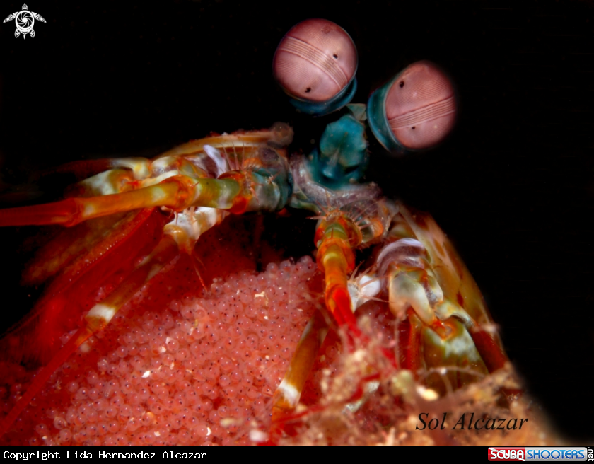 A Mantis Shrimp