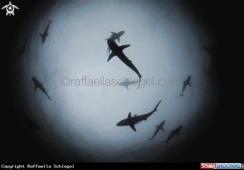 A Sharks at the sardine run 