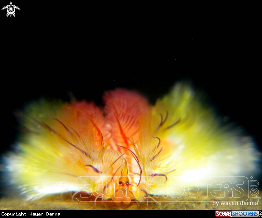 A Fireworm 