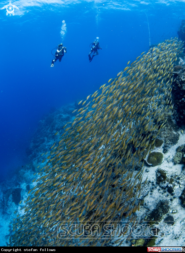 A Oxeye Scad