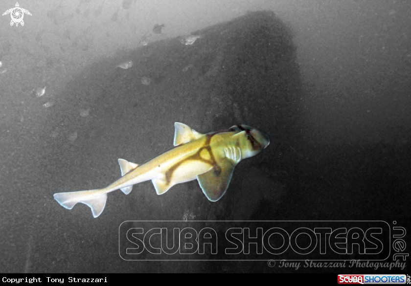 A Port Jackson Shark