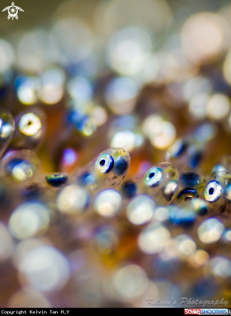 A Anemone fish eggs