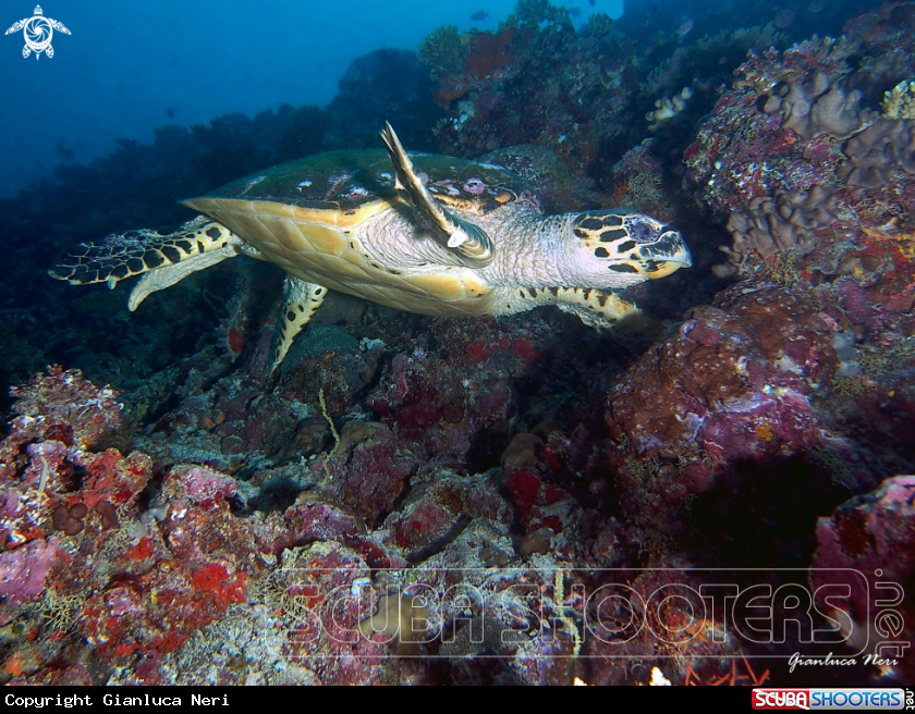 A Sea turtle