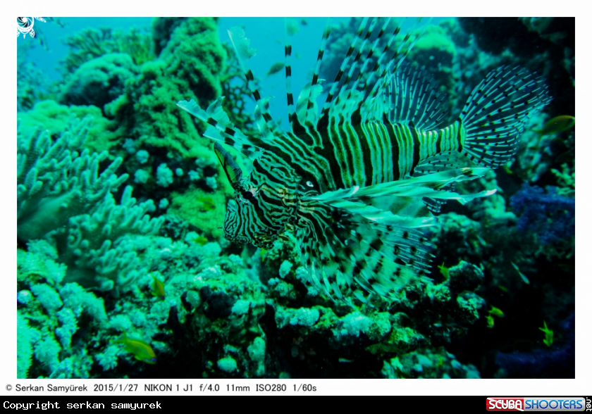 A lion fish