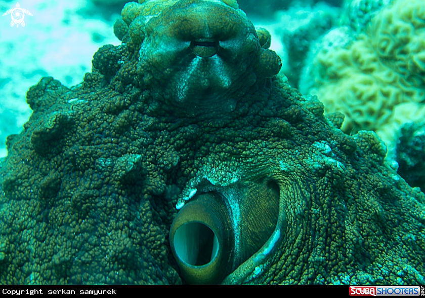 A octopus