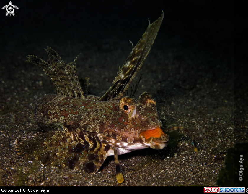 A Dactylopus kuiteri