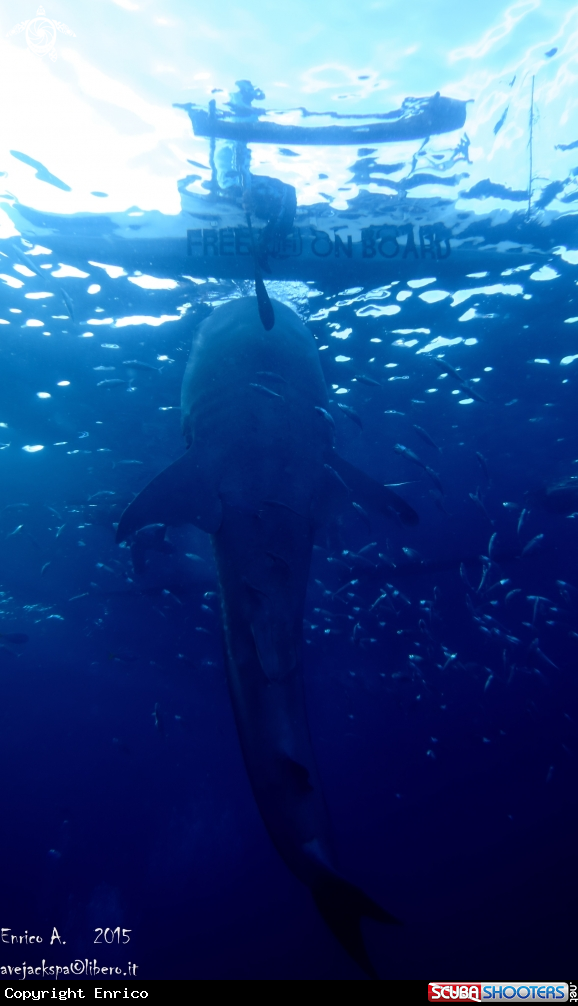 A Whale shark