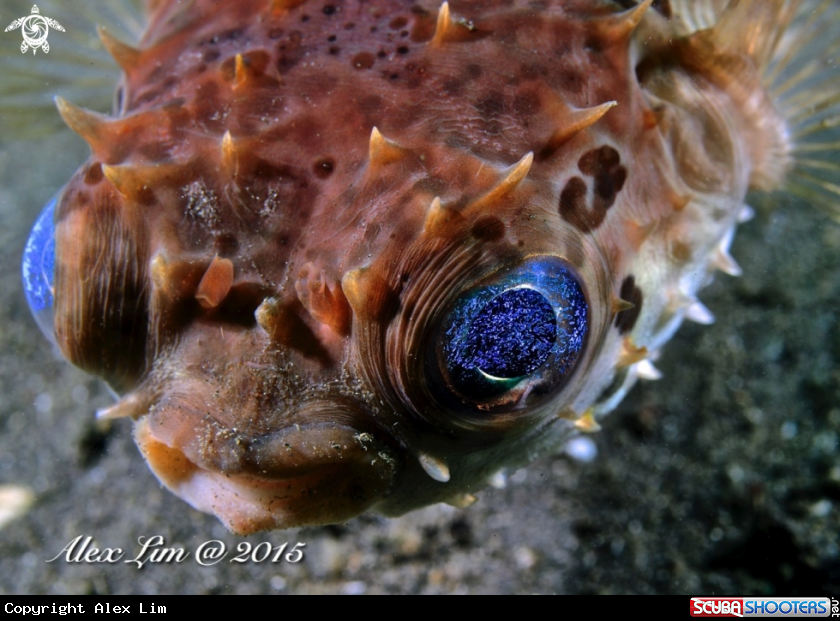 A Orbicular Burrfish (Cyclichthys orbicularis)