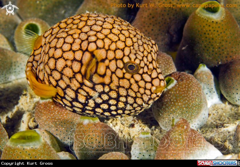 A Juvenile Star Puffer