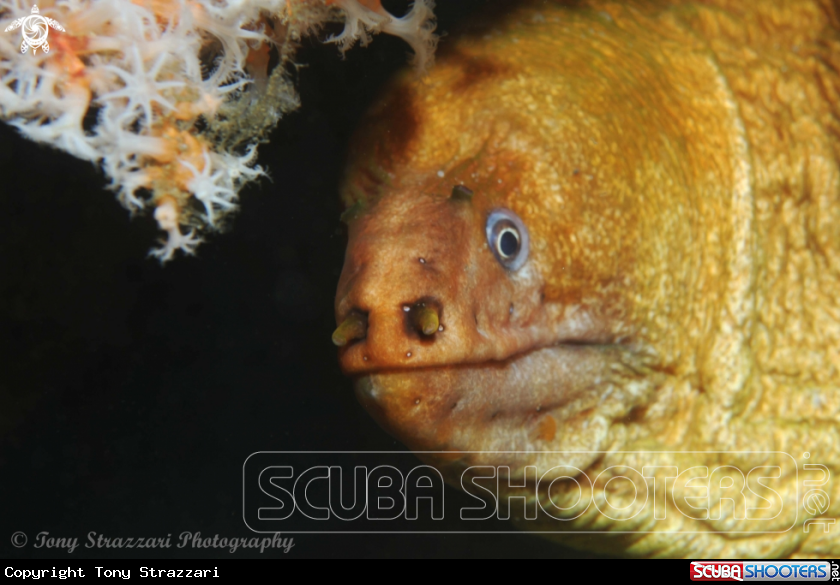 A Green moray eel