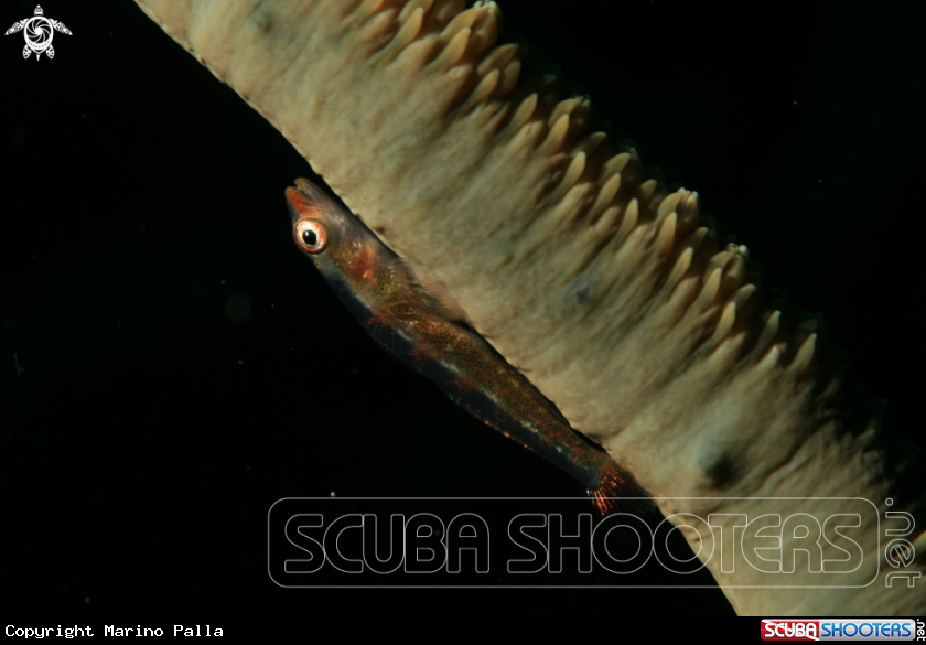 A Whip coral dwarf goby