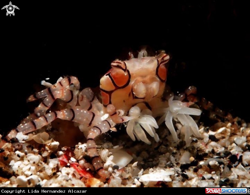 A Boxer crab