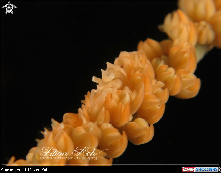 A Whip coral shrimp