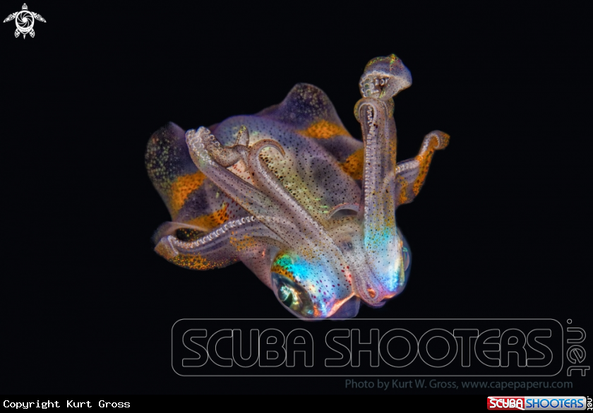 A Squid