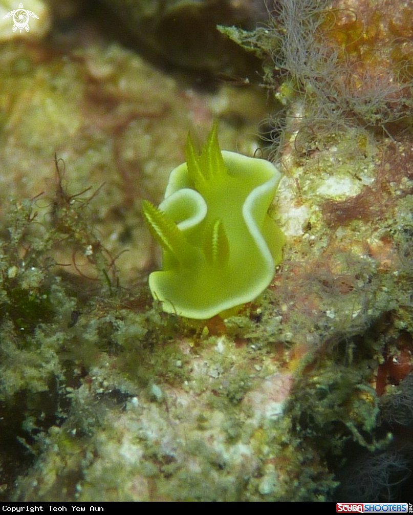 A Nudibranch