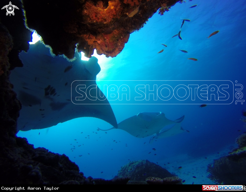A Reef mantas