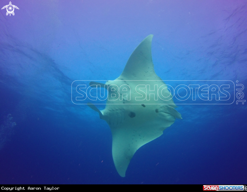 A Reef manta, turtle , shark