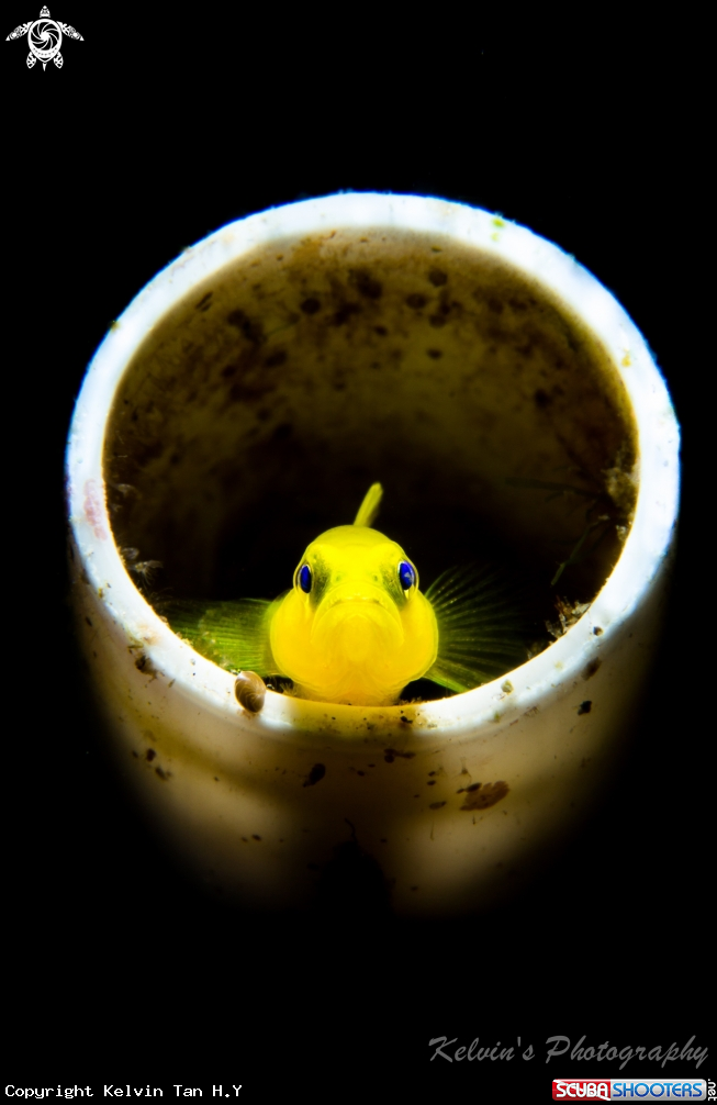 A Lemon goby