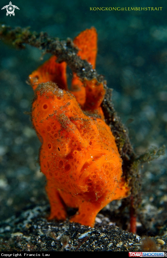 A Frogfish